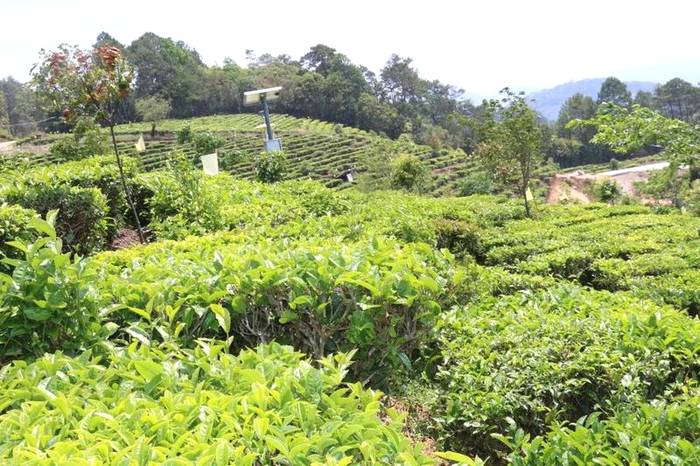 关于墨江新抚镇:春茶岭上香 茶农采摘忙碌碌的资讯(4)