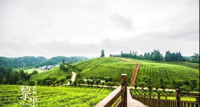 有关于“红”起来的茶乡! 贵州推出两条红色茶旅精品路线的资讯(1)