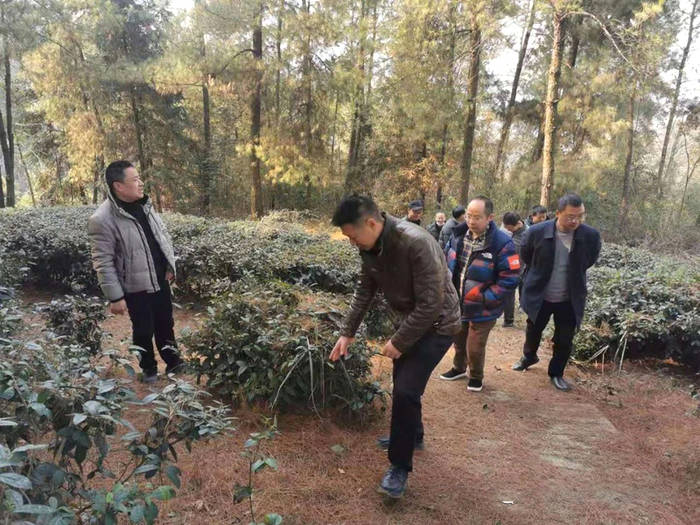 有关于四川省茶叶行业协会一行调研广安茶产业发展规划的最新资讯(13)