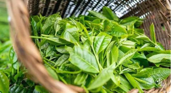 有关于云南各地春茶开采 一片茶叶成就一个绿色产业的最新信息(18)