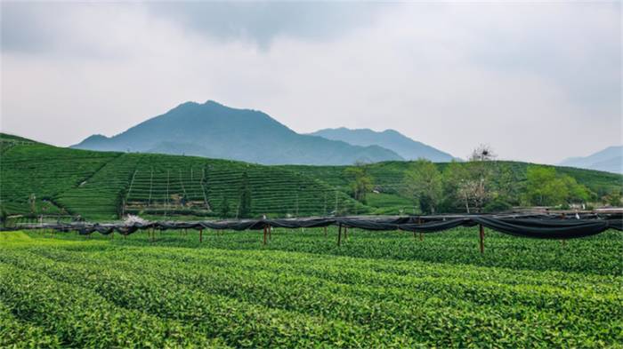 有关于一周速读：云茶实现千亿元目标、2021春茶产销、冰岛迎来新变局的热门资讯(1)