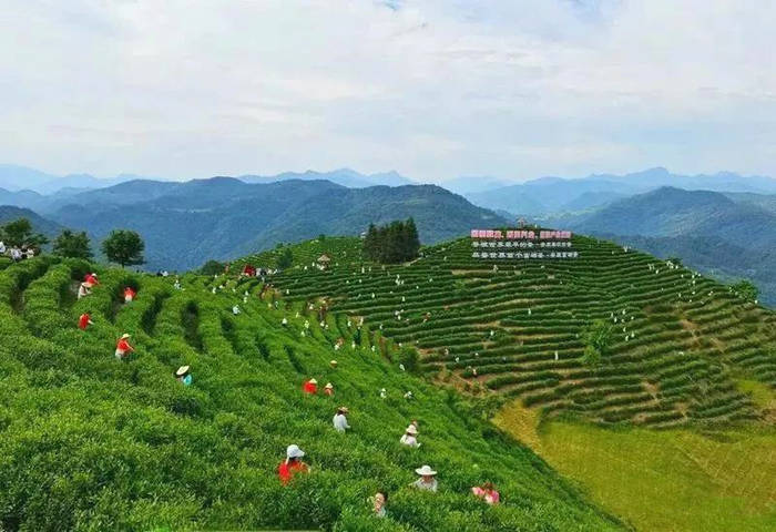 有关于安康市平利县被认定为陕西省首批省级现代农业产业园的最新信息(2)