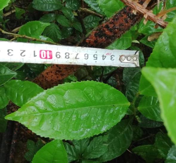 关于新化古茶树：金凤竹林大叶50厘米母树再现的热门资讯(8)