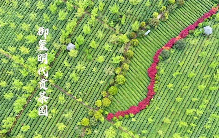 有关于开化龙顶茶：水中跳芭蕾，国家地理标志农产品的热门信息(13)