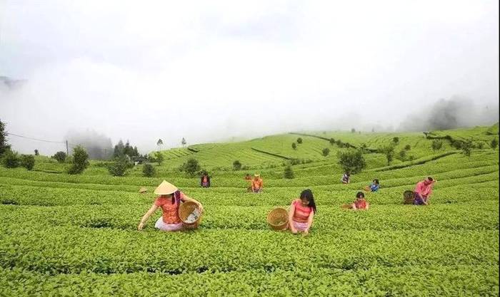 有关于认真落实“2021中国(武夷)茶产业统筹发展”重要指示精神,攀登云茶产业新高峰的热门资讯(7)