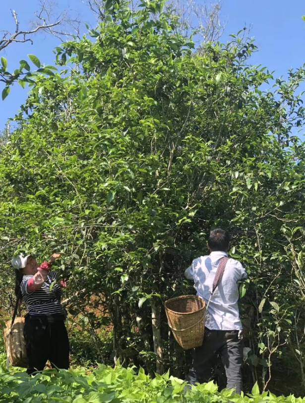 有关于临沧春茶简报:又是一年采茶季 茶农忙采春茶的热门新闻