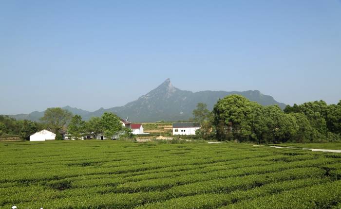 有关于冶溪镇琥珀村进入首届安徽美丽茶村入围名单的最新资讯(2)