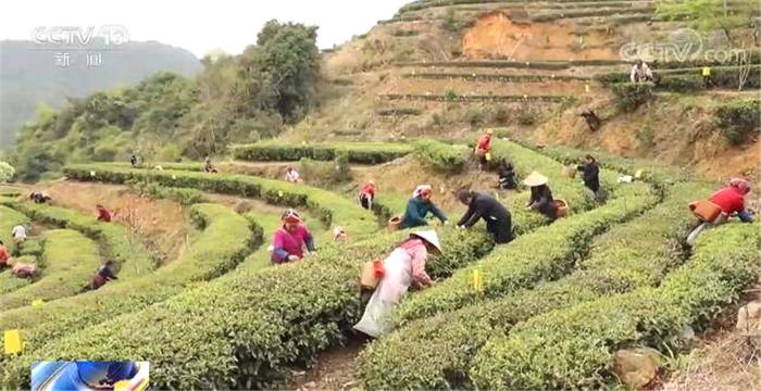 有关于南方主要产茶区：人勤春来早 春茶采摘忙 的热门信息(2)