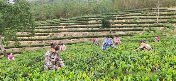 关于海南茶界：扶贫路上茶香飘，苗族巾帼绽芳华的信息(1)