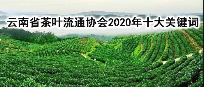 关于云南省茶叶流通协会2020年“十大关键词”的热门新闻