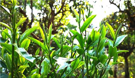 有关于2021年第一届勐海古树茶开采节系列活动之——走进勐海古茶山的资讯(6)