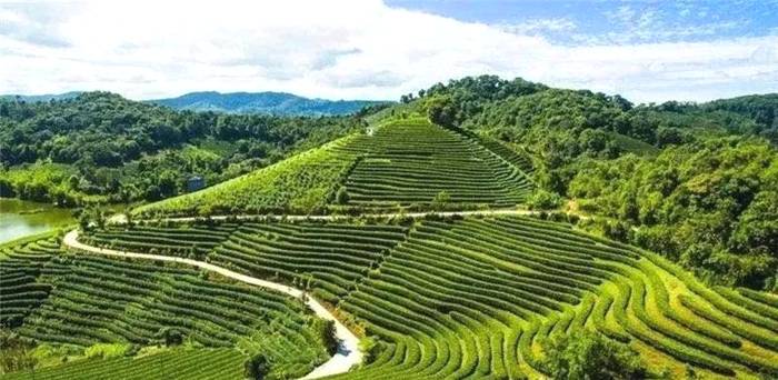 有关于云南省茶产业奖补名单出炉，普洱市喜获“双科状元”！的最新信息(9)