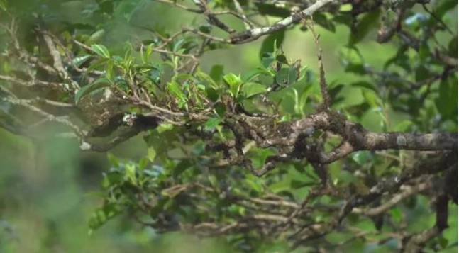 有关于冰岛：2021年春茶采摘准备就绪 茶农增收在望的资讯