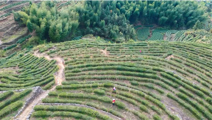 关于红动浙南看泰顺·百年故事 绿色茶园喜迎春之收获的资讯(1)