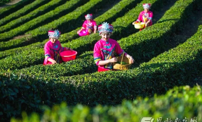 关于玉露飘香 恩施市25万余亩茶园全面开采的最新消息
