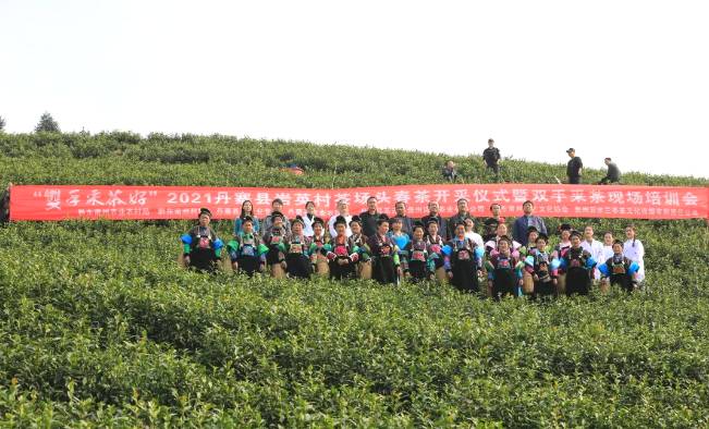有关于采摘也要标准化-丹寨开展“双手采茶”培训的热门信息