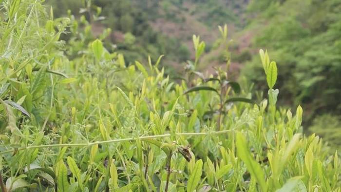 有关于共享 让六百多亩高山茶园有了“新娘家”的最新消息(2)