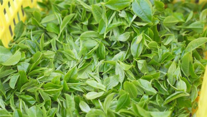 有关于英德春茶将陆续上市，受寒潮影响个别企业出现减产的最新消息