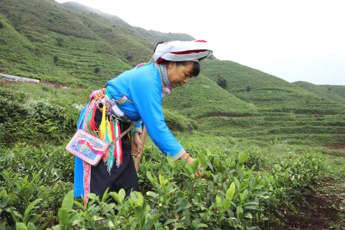关于贵州普安：强化携茶管护培训，助力产业增效、群众增收的新闻(1)