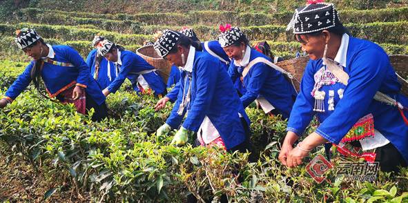 关于普洱江城：春茶茁壮生长 哈尼“雅米”采茶忙的消息(1)