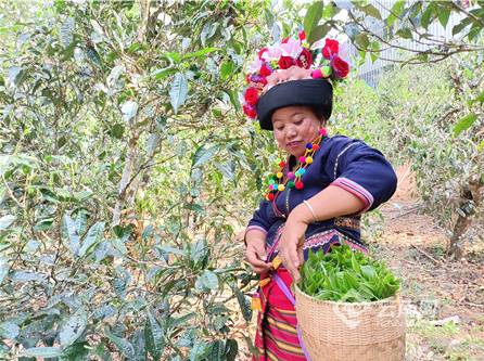有关于2021年第一届勐海古树茶开采节系列活动之——走进勐海古茶山的资讯(4)