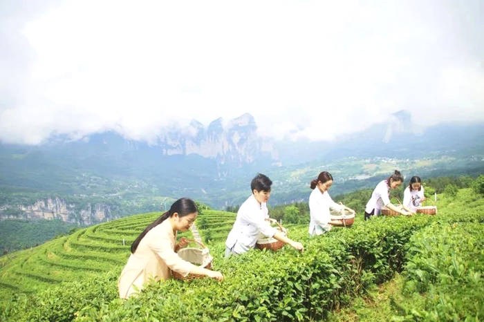 关于恩施：“恩施玉露”品牌建设的实践与思考的信息(4)