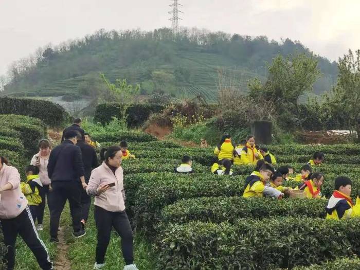 关于茶文化从娃娃抓起，林城苗苗学校开展“茶叶研学”的热门新闻(4)