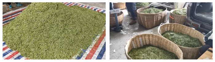 关于雅安名山：春茶鲜叶采不停 万古茶市交易忙的热门信息(3)