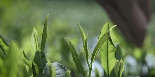 有关于李子柒：深深扎根在中华土地上，历久弥新的茶文化的资讯(4)