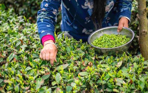 关于陕西汉中:春茶采摘正当时,不负春光不负民的最新信息(1)