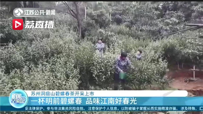 关于一杯明前碧螺春 品味江南好春光 苏州洞庭山碧螺春茶开采上市的新闻