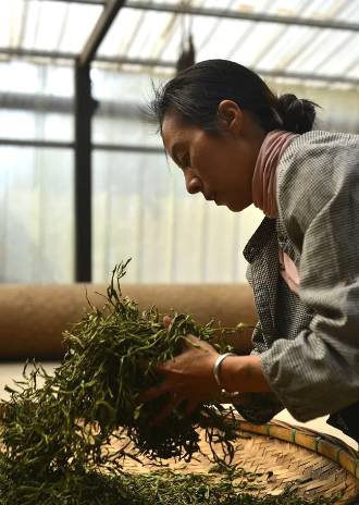 有关于春茶,一场春天里的盛事 勐海县80余万亩春茶陆续开采啦!的消息(11)