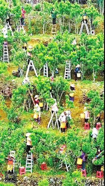 有关于春茶进入采摘季节!业内人士估计:今年单丛茶量减价升的热门信息(3)