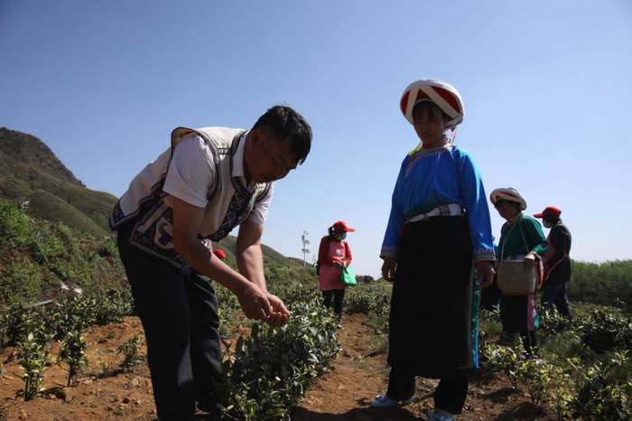 关于贵州普安：强化携茶管护培训，助力产业增效、群众增收的新闻(3)