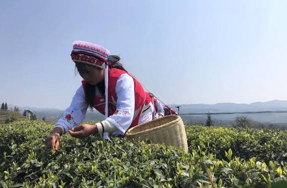 有关于茶园剪影 又是一年采茶季 春色满园盼君来的最新资讯(25)