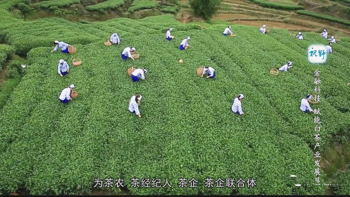 关于“茶饮市场为何无法诞生巨头”“金融科技赋能白茶产业”“茶叶电商的新发展”的最新消息(3)