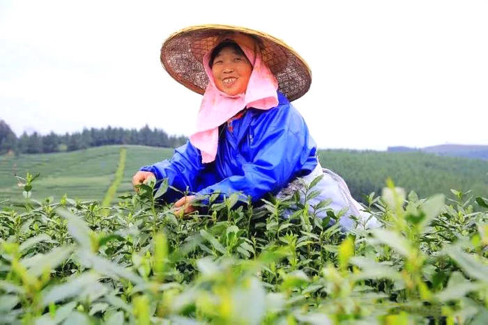 有关于贵州黎平：春茶黄金档，媒体喜帮忙（组图）的热门新闻