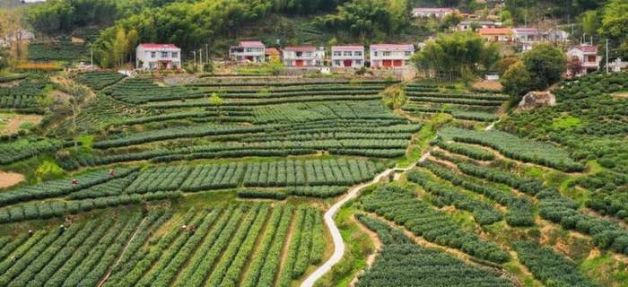 关于霍山县：一茶一产业 霍山黄芽地理标志 保护工程显成效的最新信息(7)