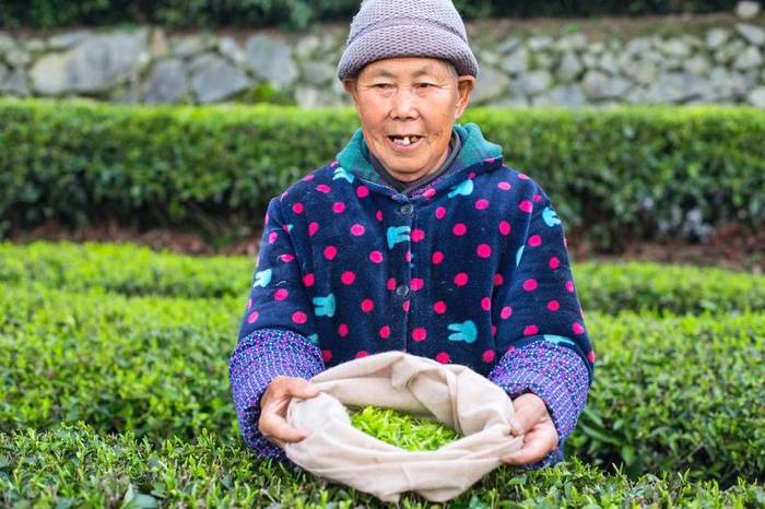 关于56000次采摘方得1斤!火出国门的三峡毛尖,天然清香!的最新资讯(12)