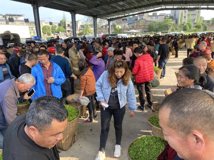 关于百丈镇解放村鲜叶市场你来我往，春茶交易忙不停的热门信息(3)