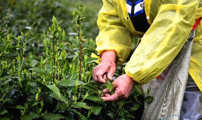 有关于正值信阳毛尖采摘上市 忙采明前茶供应市场的最新消息(3)