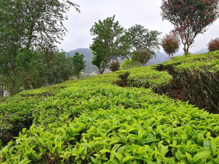 关于春茶抢“鲜”一步，普洱各地“明前茶”开采的热门信息(13)