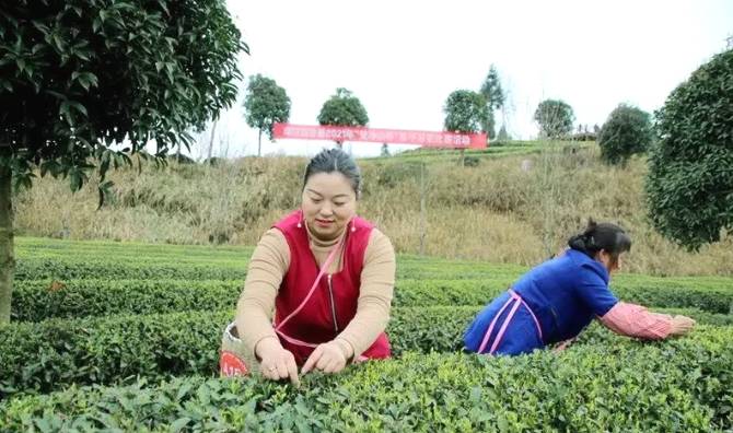 有关于梵净茶缘“高手”齐聚,印江上演茶艺大比拼的最新资讯(1)