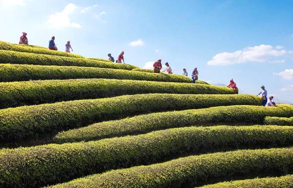 有关于“2021年一季度茶叶出口”“茶产业十四五发展”“白茶城启动”的最新消息(1)