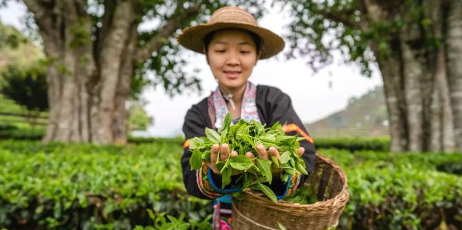 关于三月春光好采茶 宁洱20余万亩现代生态茶园进入采摘期的最新信息(5)
