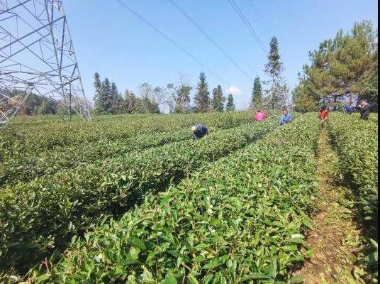关于印江天堂镇茶园：管好“产业园”，念好“致富经”的热门信息