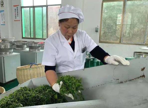 有关于湖南毛田镇“茶叶经济”铺就乡村振兴致富路的资讯