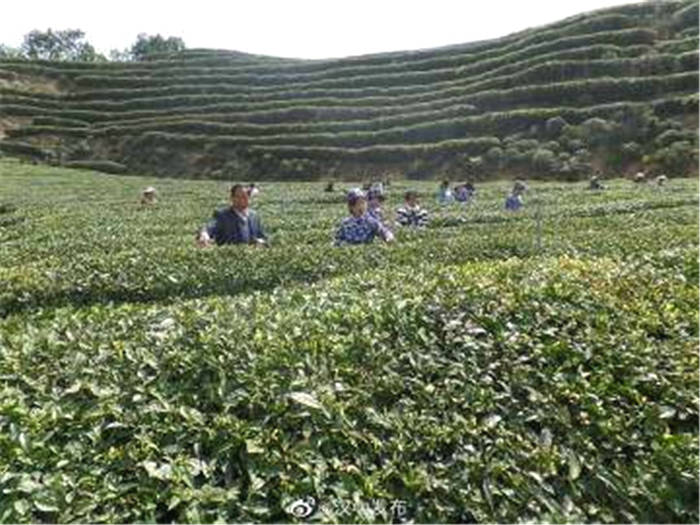 关于陕西汉中市成为西北地区最大的茶产业基地的热门资讯(2)