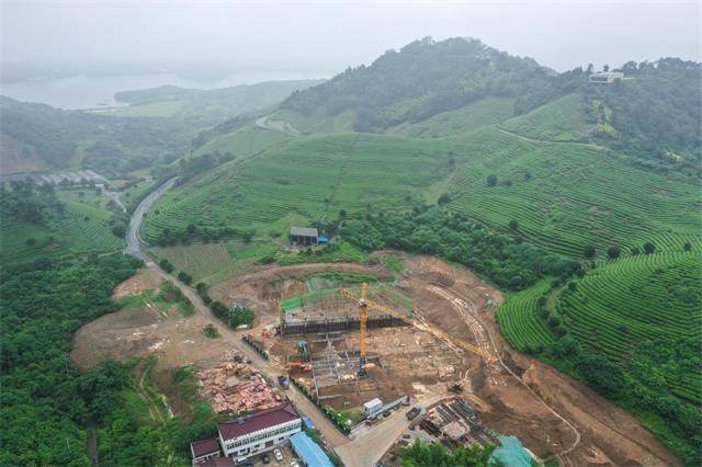 有关于千亩茶园绽放绿色诗意 常州茶产业蓬勃发展的新闻