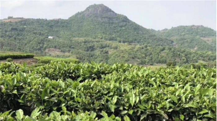 有关于一周速读丨2021中国茶业发展趋势、1季度品牌茶企开店上新季报、全国春茶全面开采的热门消息(3)